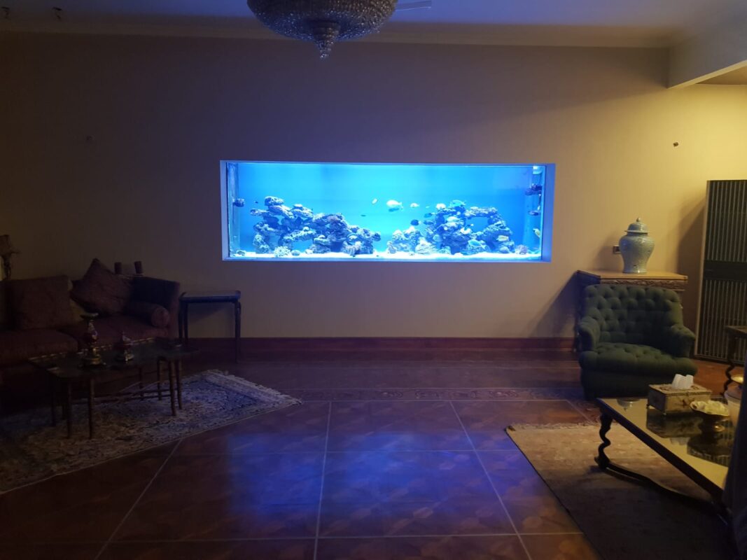 In Wall Saltwater Aquarium