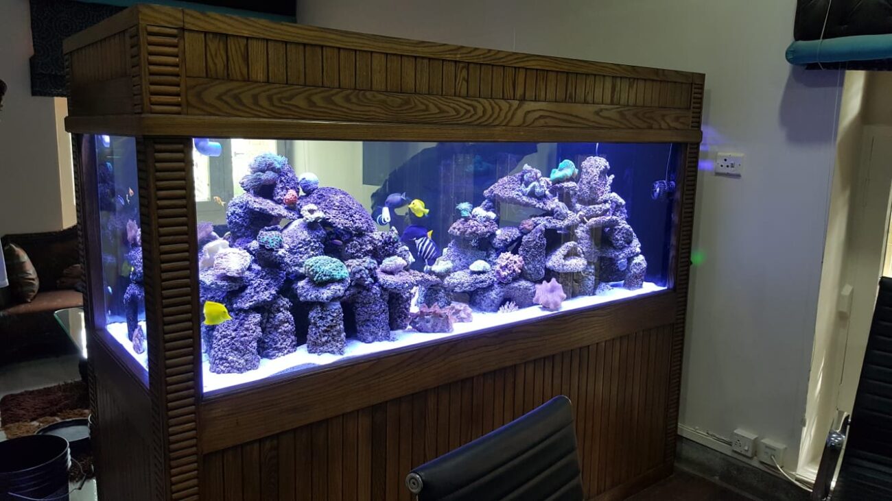 Peninsula Saltwater Aquarium